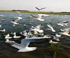 One day educational trip to Nalsarovar Bird Sanctuary  on 26th December ,2022