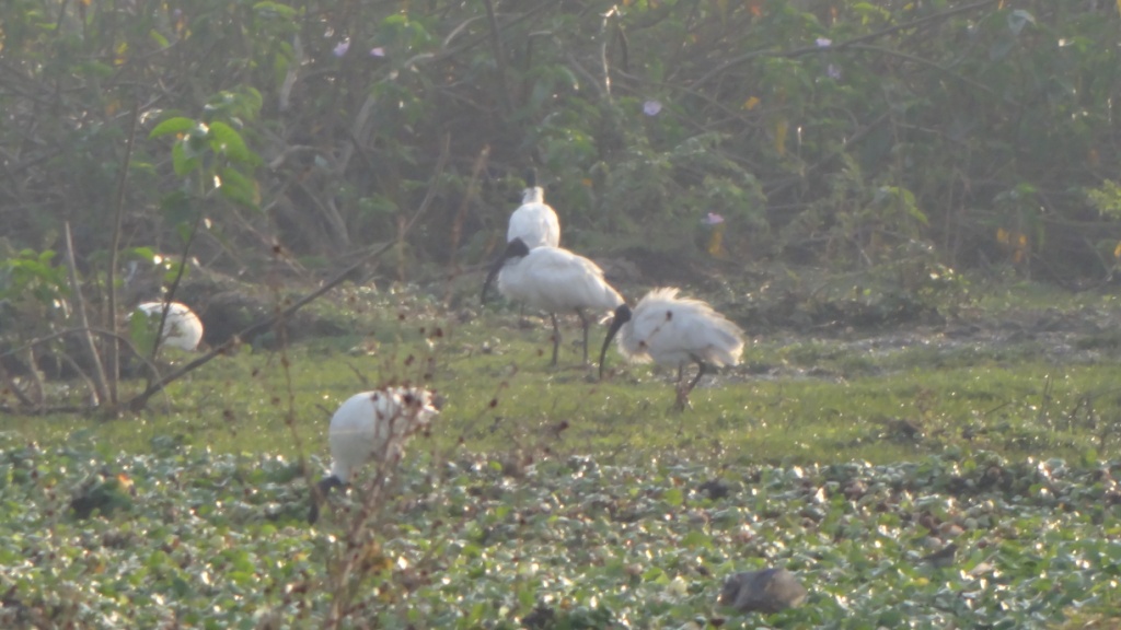 Visited Khodiyar Wetland on Account of World Wetland Day, Headed by Dr. Hiren Soni